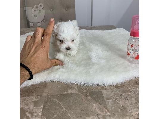 PoulaTo: ΚΟΥΤΟΥΡΙΑ TEACUP MALTESE